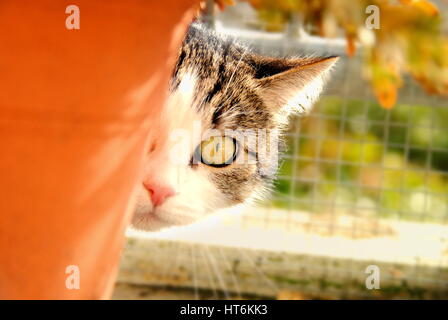 Cat derrière cache-pot Banque D'Images