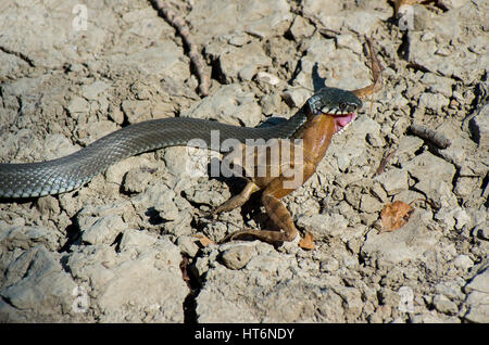 Serpent d'eau (Natrix natrix) et la forêt de long-legged frog (Rana dalmatina) dans le rôle de prédateur et proie. Banque D'Images