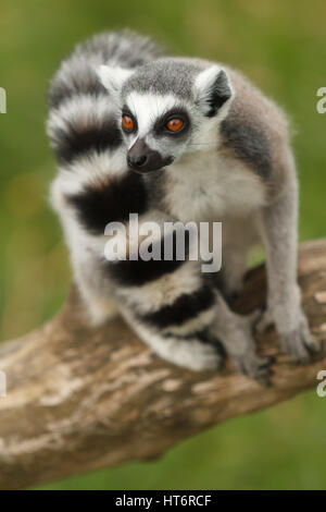 Untitled Document l'anneau de Madagascar Nom latin Lemur catta indigènes de la partie sud de l'île de Madagascar une strepsirrhine primat Banque D'Images
