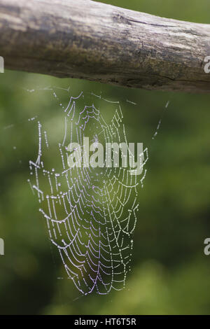 Spider web la barre du haut d'une vieille clôture en bois avec des gouttes de rosée du matin qui montrent les réflexions de buissons jardin visible dans les gouttelettes d'eau. Banque D'Images