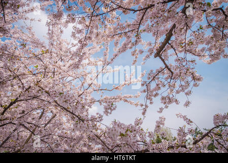 Les fleurs de cerisier au printemps au château d'Hirosaki, préfecture d'Aomori, Japon Banque D'Images