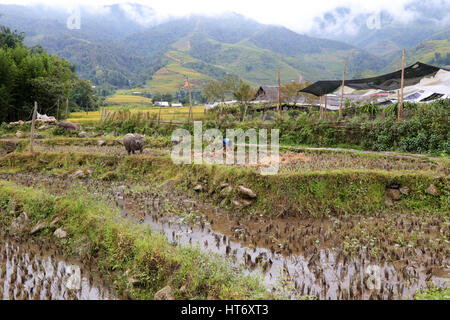 Le paysage dans le nord du Vietnam Banque D'Images