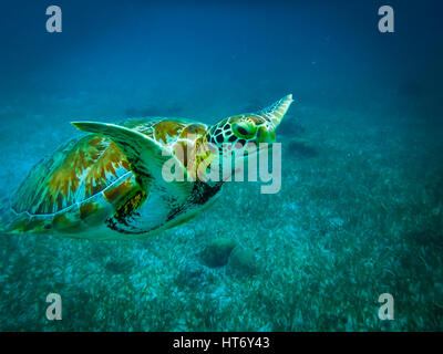 Tortue de mer en mer des caraïbes - Caye Caulker, Belize Banque D'Images