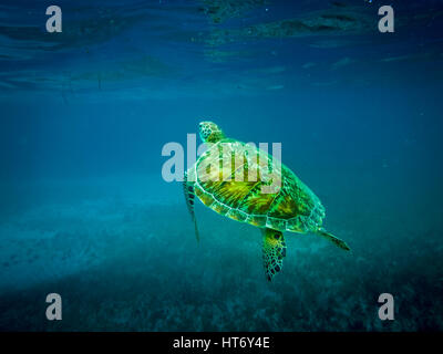 Tortue de mer en mer des caraïbes - Caye Caulker, Belize Banque D'Images