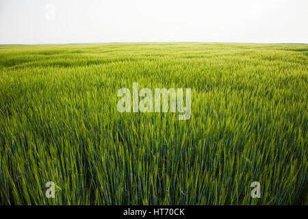 La récolte de blé de l'Alberta, Canada Banque D'Images