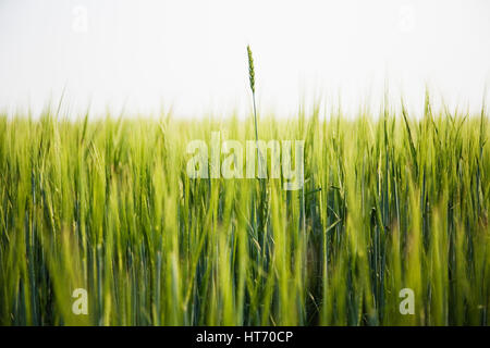 La récolte de blé de l'Alberta, Canada Banque D'Images