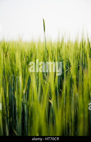 La récolte de blé de l'Alberta, Canada Banque D'Images