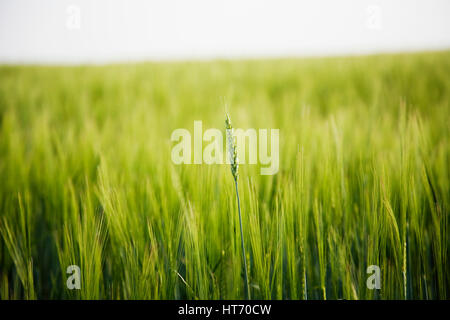 La récolte de blé de l'Alberta, Canada Banque D'Images