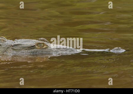 Crocodile, Crocodylus acutus, se trouve depuis le sud de la Floride, dans la mer des Caraïbes et l'Amérique centrale à l'amérique du nord et nord-ouest de l'Amérique du Sud. Banque D'Images