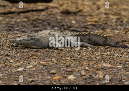 Crocodile, Crocodylus acutus, se trouve depuis le sud de la Floride, dans la mer des Caraïbes et l'Amérique centrale à l'amérique du nord et nord-ouest de l'Amérique du Sud. Banque D'Images