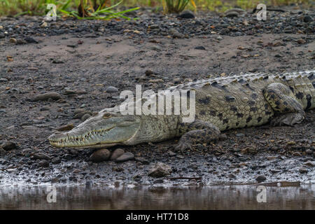 Crocodile, Crocodylus acutus, se trouve depuis le sud de la Floride, dans la mer des Caraïbes et l'Amérique centrale à l'amérique du nord et nord-ouest de l'Amérique du Sud. Banque D'Images