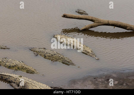 Crocodile, Crocodylus acutus, se trouve depuis le sud de la Floride, dans la mer des Caraïbes et l'Amérique centrale à l'amérique du nord et nord-ouest de l'Amérique du Sud. Banque D'Images