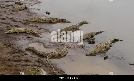 Crocodile, Crocodylus acutus, se trouve depuis le sud de la Floride, dans la mer des Caraïbes et l'Amérique centrale à l'amérique du nord et nord-ouest de l'Amérique du Sud. Banque D'Images