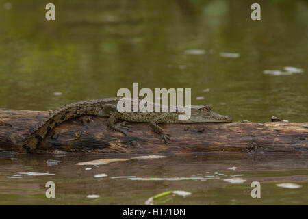 Un jeune Caïman à lunettes, Caiman crocodilus, soleil sur un journal en Parc National de Tortuguero au Costa Rica. Banque D'Images