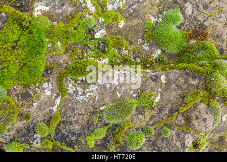 Résumé fond plein cadre montrant certains lichens mousses sur la surface en pierre grise Banque D'Images