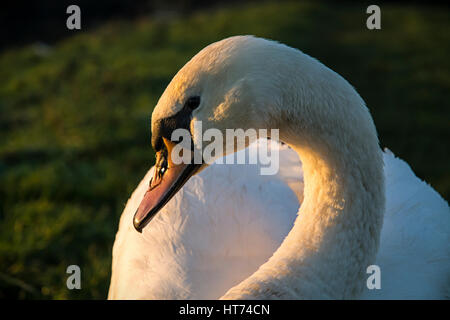 Un cygne baigné dans la lumière dorée d'un soir au coucher du soleil. Banque D'Images