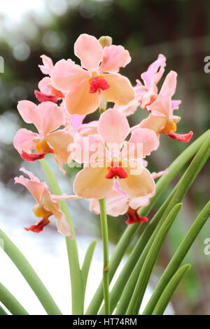 Fermé belle orchidée rose dans le jardin Banque D'Images