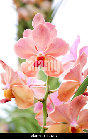 Fermé belle orchidée rose dans le jardin Banque D'Images