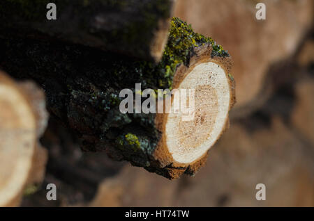 Sciages de bois rond stocké dans les bois, tout près de la résistance au cisaillement, au début du printemps, Chernigiv, Ukraine Banque D'Images