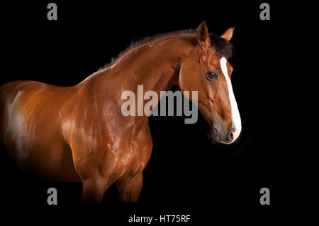 Un cheval brun brillant en studio sur fond noir Banque D'Images