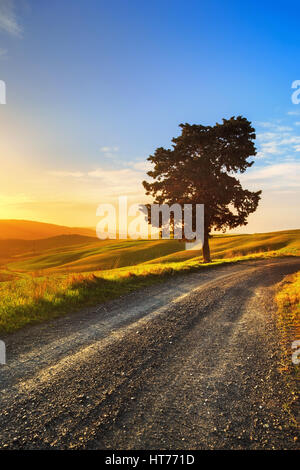 La toscane, lonely tree et blanc chemin rural sur le coucher du soleil. Volterra, Italie, Europe. Banque D'Images