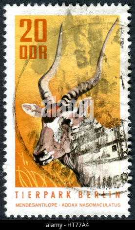 Allemagne - circa 1970 : timbre imprimé en Allemagne (RDA), montre les les animaux du zoo de Berlin - l'Addax (Addax nasomaculatus), vers 1970 Banque D'Images