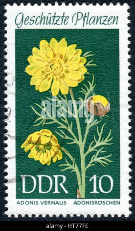 Allemagne - circa 1969 : timbre imprimé en Allemagne (RDA), montre la fleur Adonis vernalis, vers 1969 Banque D'Images