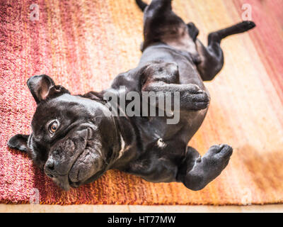 Staffordshire Bull Terrier chien couché sur le dos et sur le côté avec ses pattes en l'air après le laminage et l'étirage d'une laine, tapis rouge et orange. Banque D'Images