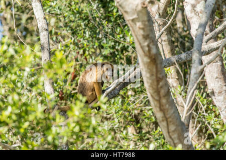 Singe hurleur noir femelle bébé (Alouatta caraya et) dans la région de Pantanal de Mato Grosso au Brésil, en Amérique du Sud. Banque D'Images