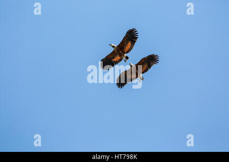 Deux Black-Collared Hawks volent dans la région du Pantanal de Mato Grosso, Brésil, Amérique du Sud Banque D'Images