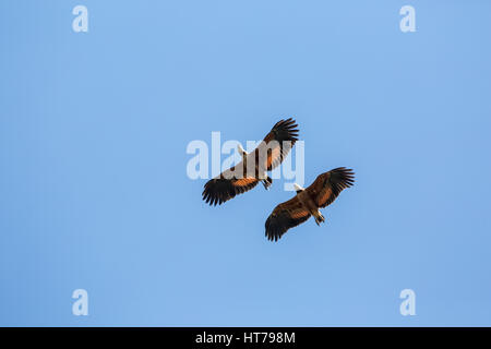 Deux Black-Collared Hawks volent dans la région du Pantanal de Mato Grosso, Brésil, Amérique du Sud Banque D'Images