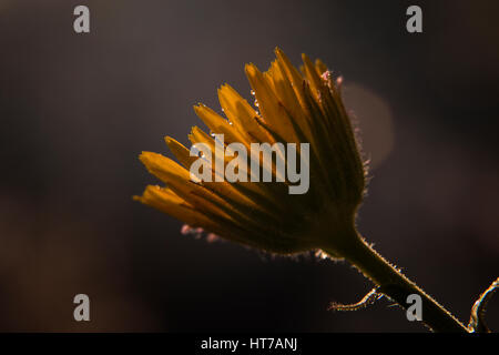 Fleur de soleil Banque D'Images