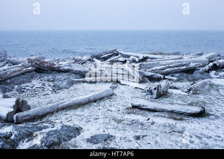 Point de bovins. Oak Bay, en Colombie-Britannique. Canada Banque D'Images