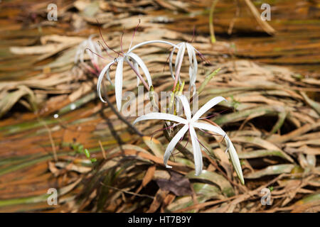 Crinum thaianum rare ou de l'eau ou de l'eau lily floraison oignon à Phang Nga , Thaïlande Banque D'Images