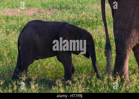 L'éléphant d'Afrique Loxodonta africana vu au lac Kariba, Parc National de Matusadona Zimbabwe. Banque D'Images