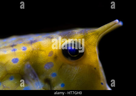 Longhorn cowfish Lactoria cornuta) (tête et cornes. Détail de poissons coralliens de l'Indo-Pacifique dans la famille Ostraciidae boxfish, aka-duc Banque D'Images