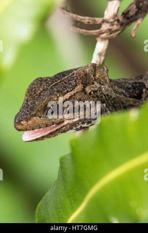 Basilisk Lizard - Green Cay Les zones humides, Boynton Beach, Floride, USA Banque D'Images