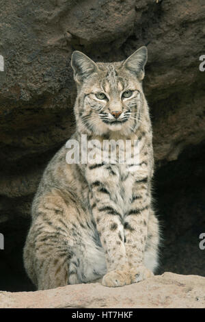 Le Lynx roux (Lynx rufus), Tucson, Arizona Banque D'Images