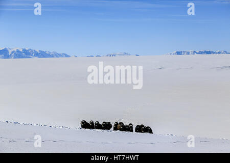 Un troupeau d'un Bœuf musqué sur les collines de Jameson Land Banque D'Images