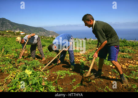 Une petite ferme de pommes de terre et les oignons en croissance dans la région de Las Vegas de Abona à Tenerife, Îles Canaries, Espagne Banque D'Images