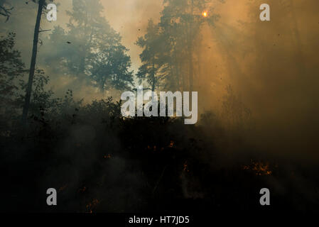 Soleil qui brille à travers la zone remplie de fumée dans une forêt en feu Banque D'Images