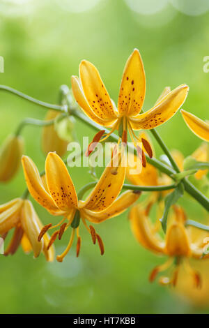 Lilium hansonii Banque D'Images