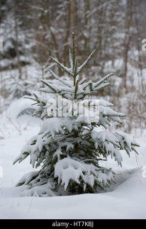 Sapin couvert de neige dans les bois Banque D'Images