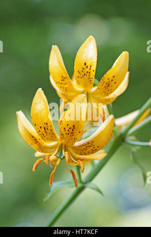 Lilium hansonii Banque D'Images