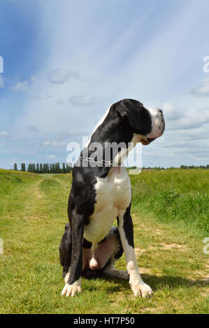 Un grand grand danois assis dans les champs. Banque D'Images