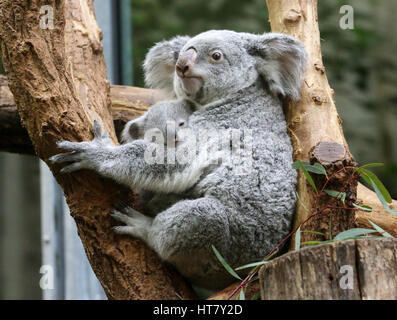 Duisburg, Allemagne. 05Th Mar, 2017. Koala joey Ramboora avec sa mère Iona dans le zoo de Duisburg, Allemagne, 08 mars 2017. Le Koala pèse 635 grammes et est un peu plus d'un an. Photo : Roland Weihrauch/dpa/Alamy Live News Banque D'Images