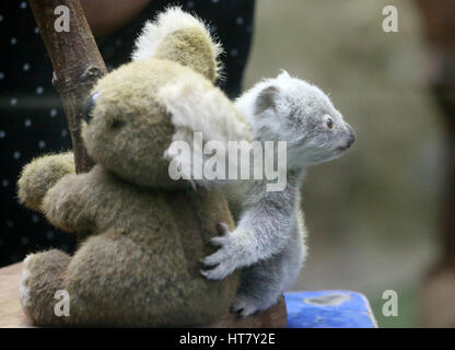 Duisburg, Allemagne. 05Th Mar, 2017. Koala joey Ramboora est pesé dans le zoo de Duisburg, Allemagne, 08 mars 2017. Le Koala pèse 635 grammes et est un peu plus d'un an. Photo : Roland Weihrauch/dpa/Alamy Live News Banque D'Images