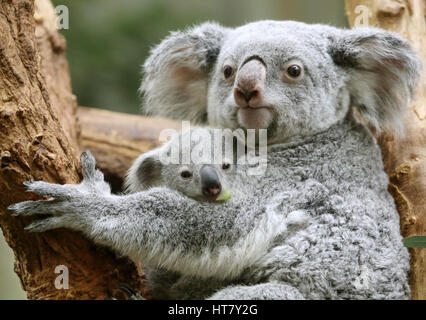 Duisburg, Allemagne. 05Th Mar, 2017. Koala joey Ramboora avec sa mère Iona dans le zoo de Duisburg, Allemagne, 08 mars 2017. Le Koala pèse 635 grammes et est un peu plus d'un an. Photo : Roland Weihrauch/dpa/Alamy Live News Banque D'Images