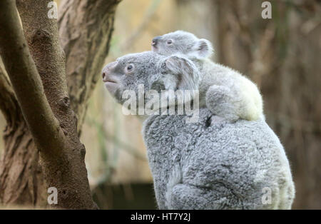 Duisburg, Allemagne. 05Th Mar, 2017. Koala joey Ramboora avec sa mère Iona dans le zoo de Duisburg, Allemagne, 08 mars 2017. Le Koala pèse 635 grammes et est un peu plus d'un an. Photo : Roland Weihrauch/dpa/Alamy Live News Banque D'Images