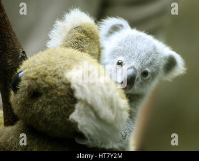 Duisburg, Allemagne. 05Th Mar, 2017. Koala joey Ramboora est pesé dans le zoo de Duisburg, Allemagne, 08 mars 2017. Le Koala pèse 635 grammes et est un peu plus d'un an. Photo : Roland Weihrauch/dpa/Alamy Live News Banque D'Images